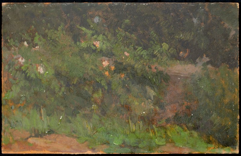 1930 ca. - Cespuglio con fiori